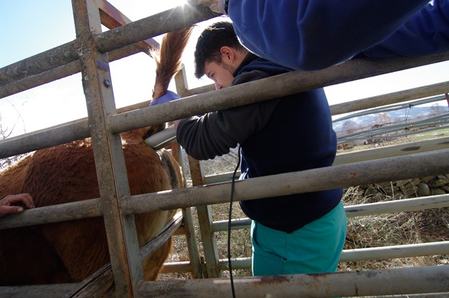 Inserting the ejaculator probe up the bull's rectum