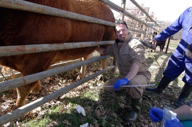 Ruben massages the bull's nether regions