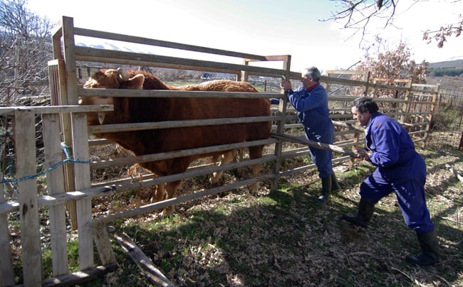 The farmers persuade the bull into a pen