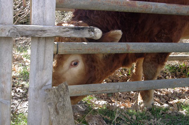 The bull looks out rather angrily from the pen