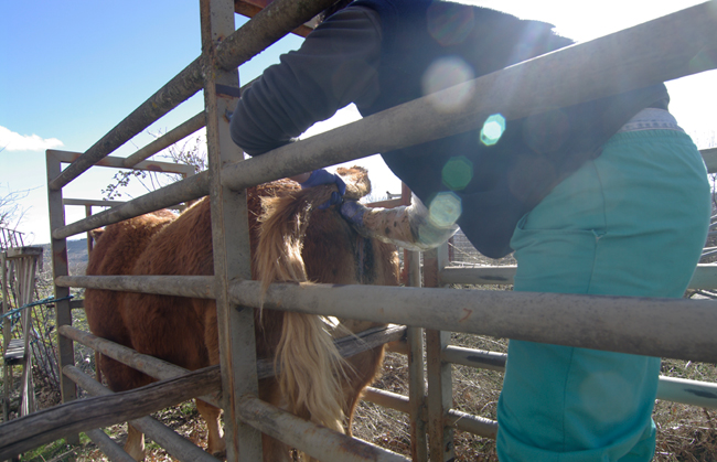 Removing faeces from the bull's rear end