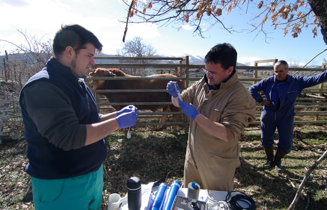 Ruben inspects the sample from the bull's penis