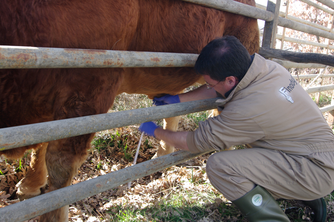 Ruben inserts the scraper into the bull's penis