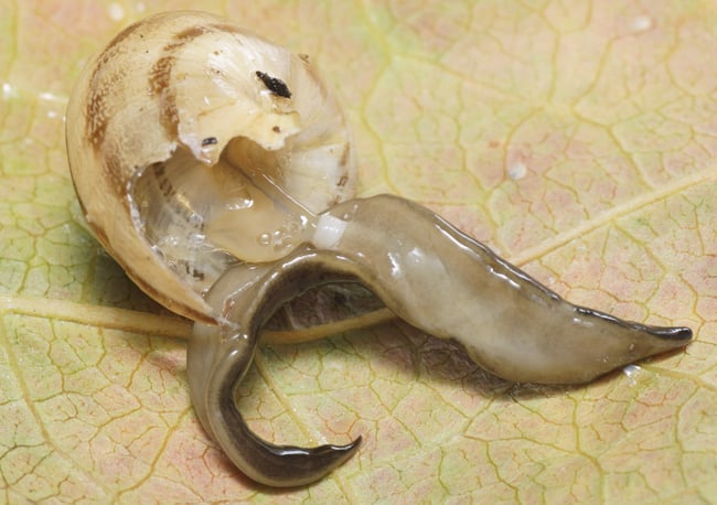 A New Guinea flatworm devours a snail