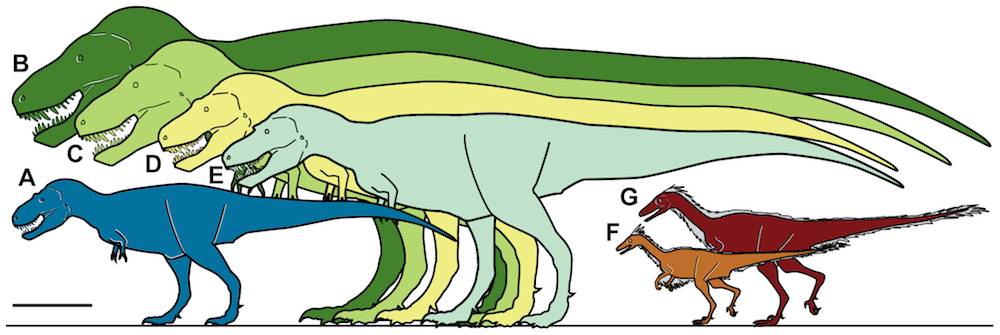 Illustration of dinos side by side to compare sizes
