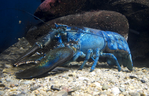 Blue lobster is a mutant