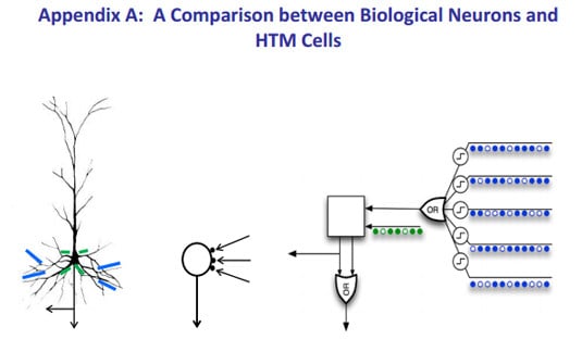 Illustration: A comparison between biological neurons and HTM cells