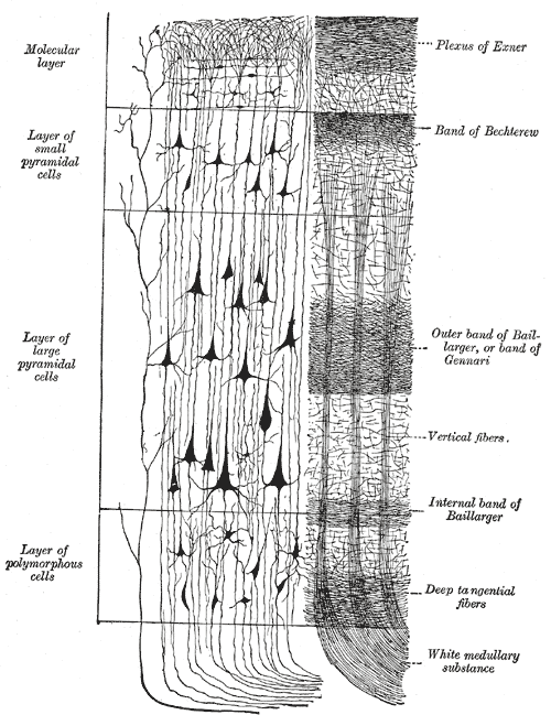 Diagram of the neocortex, taken from Gray's Anatomy