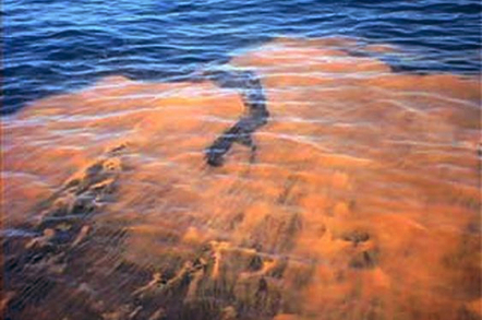 Red tide