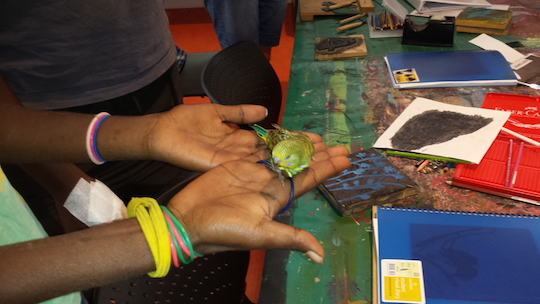 A baby budgie in the Wirliyatjarrayi Learning Centre