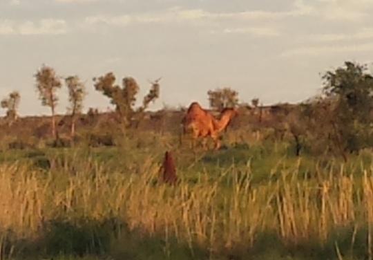 Feral camel