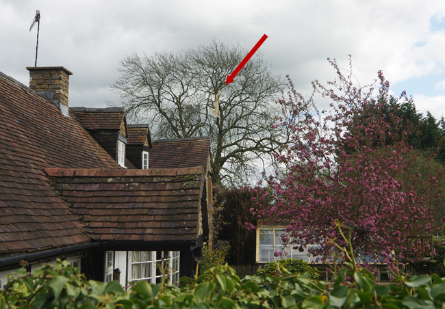 The Judy balloon hanging from a tree in Ashton under Hill