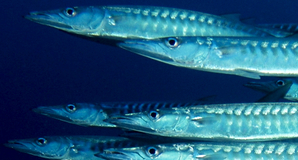 Barracuda