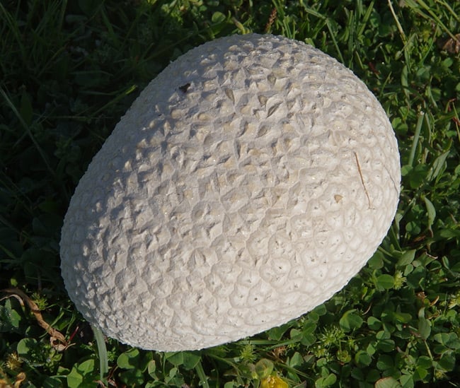 A mosaic puffball