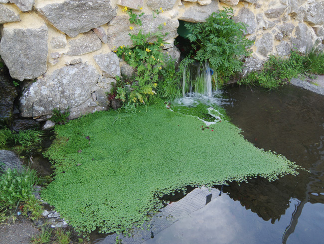 Pamplina in the village fountain