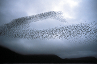Swarm of Auklets