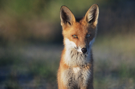 Fox