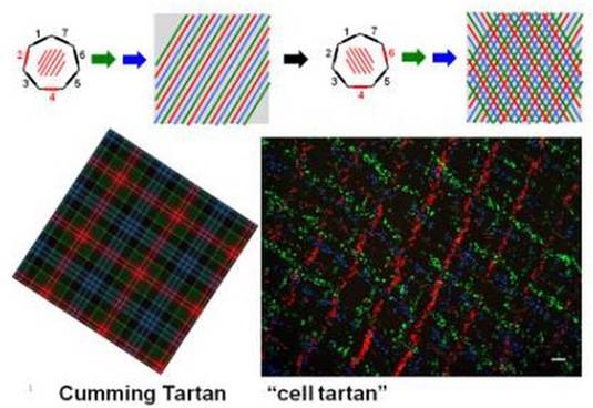 Cells that mimic Scotland's most famous designs