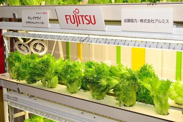 racks of Fujistu lettuce