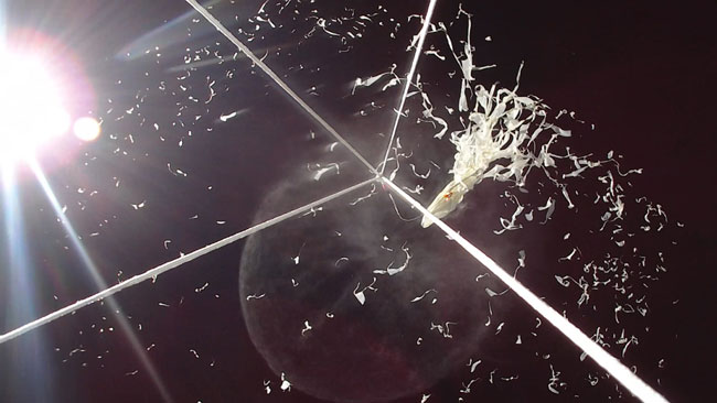 Shredded latex radiates out from the burst balloon