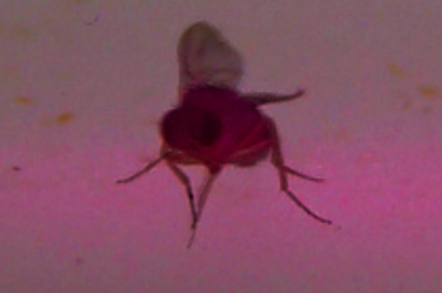 Drosophilia under a laser