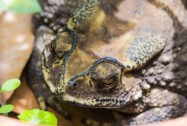 The Asian common toad. Pic: Shutterstock