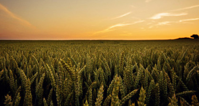 wheat