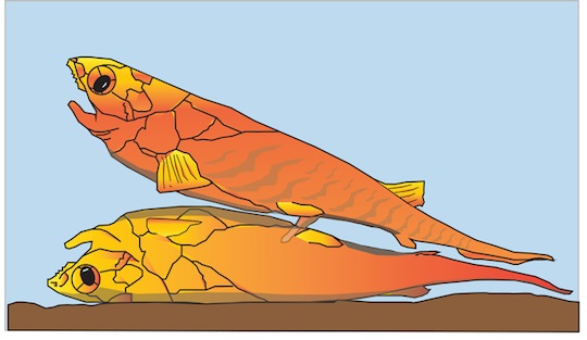 Placoderm mating 