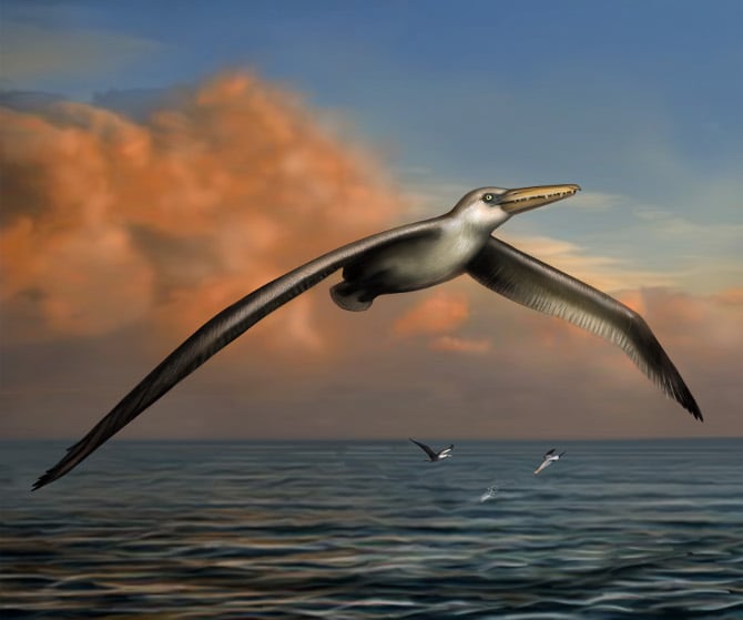 Artist's impression of world's largest flying bird, Pelagornis sandersi