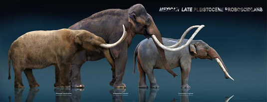 From left to right: Mastodon, mammoth, gomphothere. Credit: Sergio de la Rosa