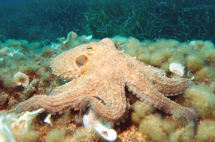 Octopus
