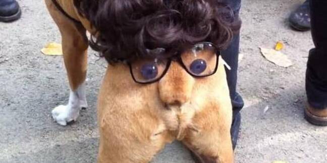 Dog's backside and tail