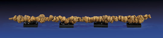 Enormous coprolite