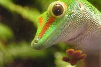 By Frank Wouters, licensed under CC 2.0