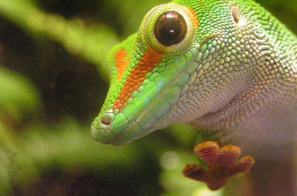 OpenSUSE 13.2: Have your gecko and eat your rolling distro too • The ...