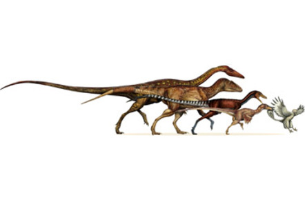 From left to right are: the ancestral neotheropod (~220 Million years old), the ancestral tetanuran (~200 myo), the ancestral coelurosaur (~175 myo), the ancestral paravian (~165 myo), and Archaeopteryx (150 myo).