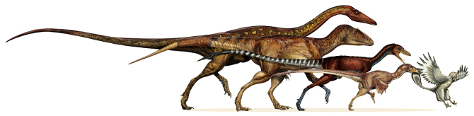 From left to right are: the ancestral neotheropod (~220 Million years old), the ancestral tetanuran (~200 myo), the ancestral coelurosaur (~175 myo), the ancestral paravian (~165 myo), and Archaeopteryx (150 myo).