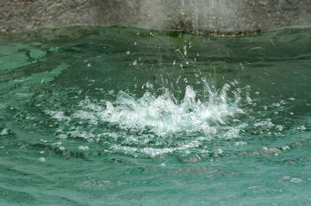 Splash! by Nino Barbieri licensed under CC 3.0 Unported