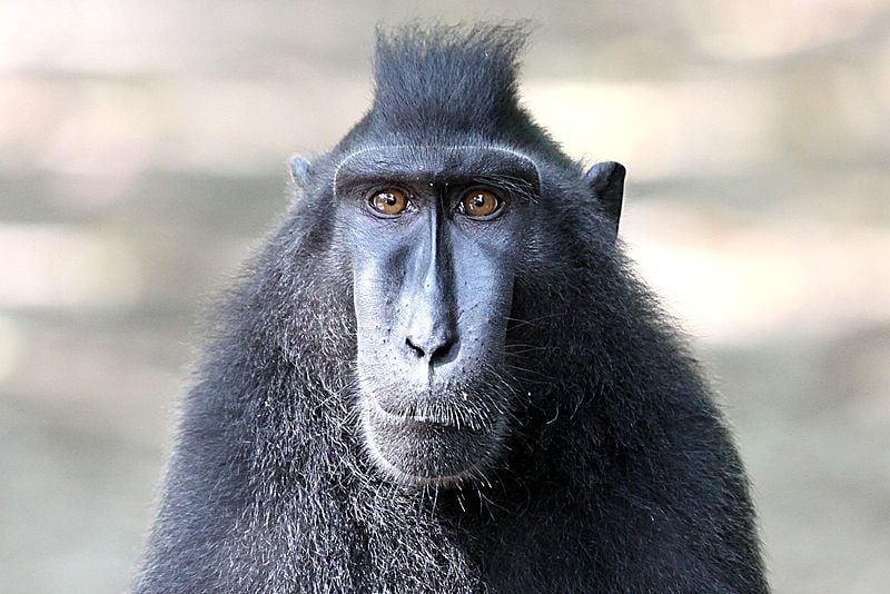 Simian selfie stupidity: Macaque snap sparks Wikipedia copyright