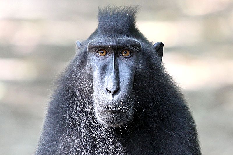 Wikipedia Defends the Monkey Selfie