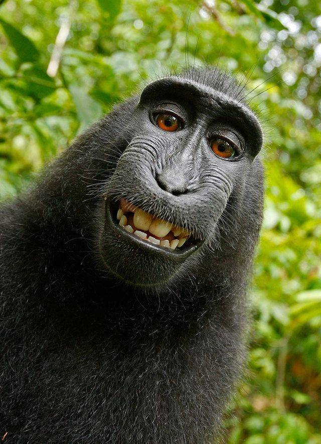 Monkey Selfie