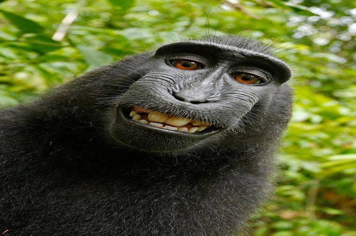 Saudis go ape, detain Swedish monkeys at border • The Register