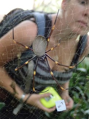 Liz Lowe with Golden Orb-Weaver