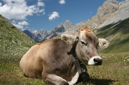 Swiss Cow