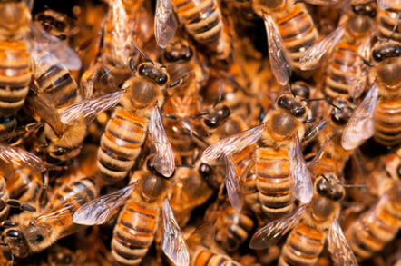 Bees