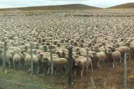 Sheep muster