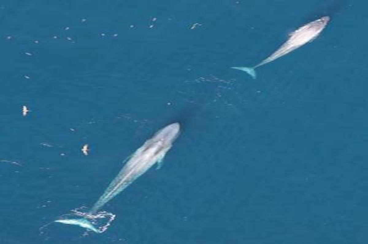 California blue whale numbers soar to historical levels, say boffins ...