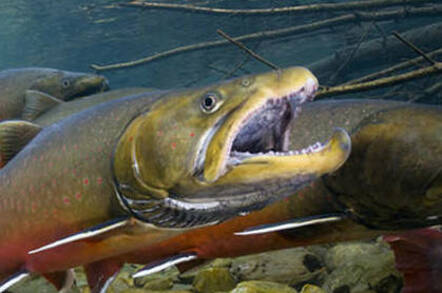 Bull trout. Credit: Joel Sartore/ National Geographic & Wade Fredenberg/ USFWS