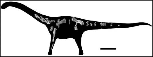 Rukwatitan bisepultus skeleton