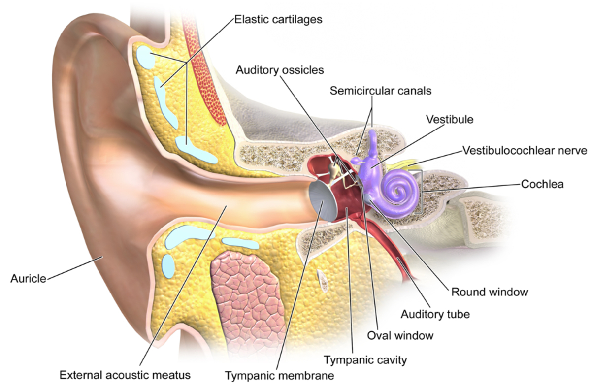 clear how ears fluid files the Soundbites: in News Fi Wi audiophile brief from